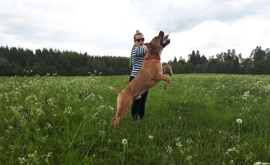 Walking a dog in St. Petersburg