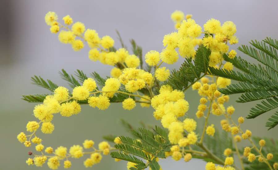 International Women&rsquo;s Day, March 8th - Traditions
