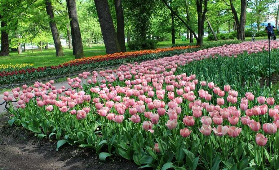 Yelagin Island spring